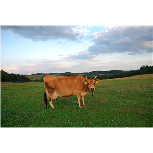 100% Grass Fed Whey 900 g čokoláda