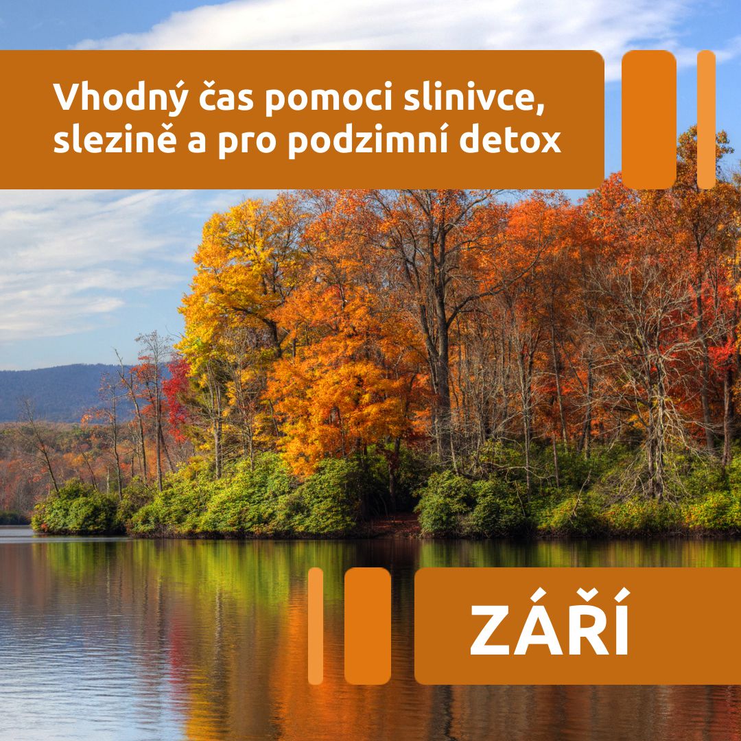 Září - vhodný čas pomoci slinivce, slezině a pro podzimní detox
